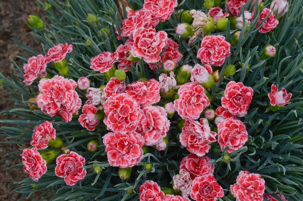 Coral Reef Dianthus Live Plant - Fragrant Coral Flowers, Quart Pot, Zones 5-9 - Image 1