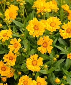 Coreopsis 'Jethro Tull' Live Plant – Fluted Yellow Flowers – Gallon Pot – Outdoor - Image 2