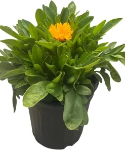 Coreopsis 'Jethro Tull' Live Plant – Fluted Yellow Flowers – Gallon Pot – Outdoor - Image 3