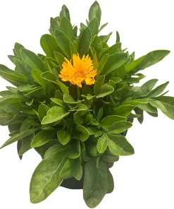 Coreopsis 'Jethro Tull' Live Plant – Fluted Yellow Flowers – Gallon Pot – Outdoor - Image 4