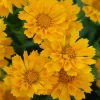 Coreopsis 'Jethro Tull' Live Plant – Fluted Yellow Flowers – Gallon Pot – Outdoor - Image 1