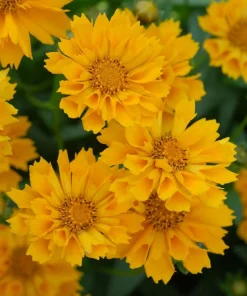 Coreopsis 'Jethro Tull' Live Plant – Fluted Yellow Flowers – Gallon Pot – Outdoor - Image 1