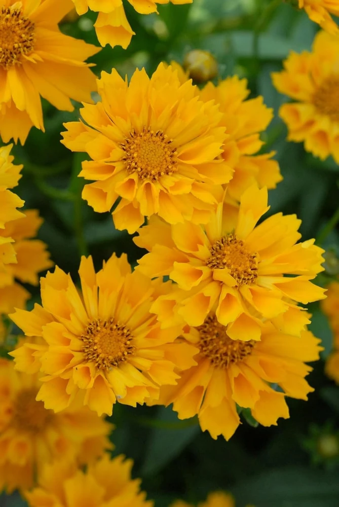 Coreopsis 'Jethro Tull' Live Plant – Fluted Yellow Flowers – Gallon Pot – Outdoor - Image 1