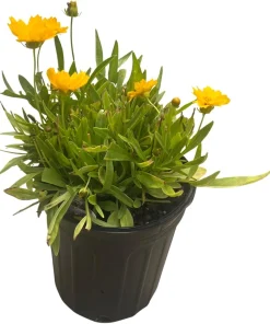 Coreopsis Tickseed Perennial Plant - Double Golden Blooms, Gallon Pot, Hardy Zones 5-9 - Image 2