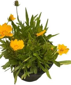 Coreopsis Tickseed Perennial Plant - Double Golden Blooms, Gallon Pot, Hardy Zones 5-9 - Image 3