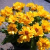 Coreopsis Tickseed Perennial Plant - Double Golden Blooms, Gallon Pot, Hardy Zones 5-9 - Image 1