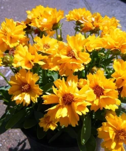 Coreopsis Tickseed Perennial Plant - Double Golden Blooms, Gallon Pot, Hardy Zones 5-9 - Image 1