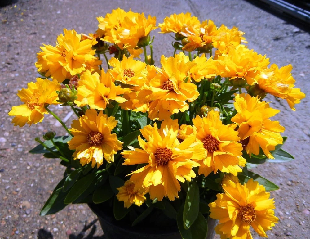 Coreopsis Tickseed Perennial Plant - Double Golden Blooms, Gallon Pot, Hardy Zones 5-9 - Image 1