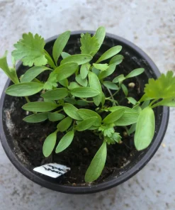 Coriander Live Plant – Fresh Herb Cilantro – 5-Pack 4 inch Pot - Image 2