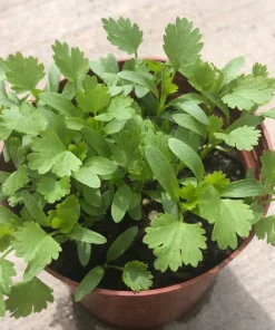 Coriander Live Plant – Fresh Herb Cilantro – 5-Pack 4 inch Pot - Image 3