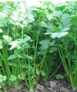 Coriander Live Plant – Fresh Herb Cilantro – 5-Pack 4 inch Pot - Image 4