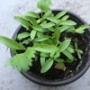 Coriander Live Plant – Fresh Herb Cilantro – 5-Pack 4 inch Pot - Image 1