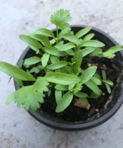 Coriander Live Plant – Fresh Herb Cilantro – 5-Pack 4 inch Pot - Image 1