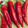 Corno Di Toro Pepper Seeds - 25 Heirloom Sweet Pepper Seeds for Garden - Image 1