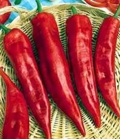 Corno Di Toro Pepper Seeds - 25 Heirloom Sweet Pepper Seeds for Garden - Image 1
