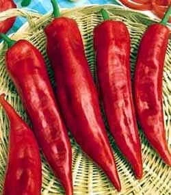 Corno Di Toro Pepper Seeds - 25 Heirloom Sweet Pepper Seeds for Garden - Image 1