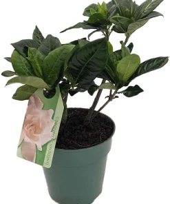 Corsage Gardenia Live Plant – Gardenia jasminoides – Fragrant Shrub – 4" Pot - Image 2