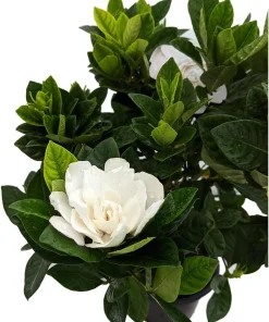Corsage Gardenia Live Plant – Gardenia jasminoides – Fragrant Shrub – 4