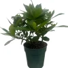 Corsage Gardenia Live Plant – Gardenia jasminoides – Fragrant Shrub – 4" Pot - Image 1