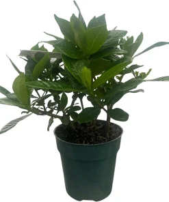 Corsage Gardenia Live Plant – Gardenia jasminoides – Fragrant Shrub – 4