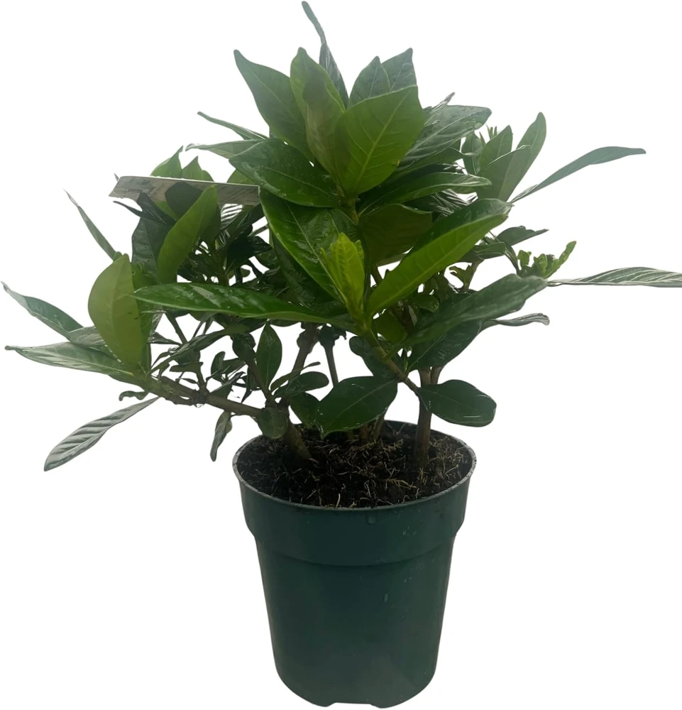 Corsage Gardenia Live Plant – Gardenia jasminoides – Fragrant Shrub – 4" Pot - Image 1