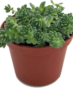 Corsican Blue Tears Sedum Dasyphyllum Live Plant - 2.5" Pot - Indoor/Outdoor - Image 2