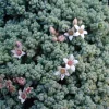 Corsican Blue Tears Sedum Dasyphyllum Live Plant - 2.5" Pot - Indoor/Outdoor - Image 1