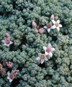 Corsican Blue Tears Sedum Dasyphyllum Live Plant - 2.5