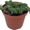 Corsican Blue Tears Sedum Plant - Sedum dasyphyllum - Live Succulent in 3.7" Pot - Indoor/Outdoor - Image 1