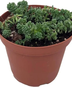 Corsican Blue Tears Sedum Plant - Sedum dasyphyllum - Live Succulent in 3.7