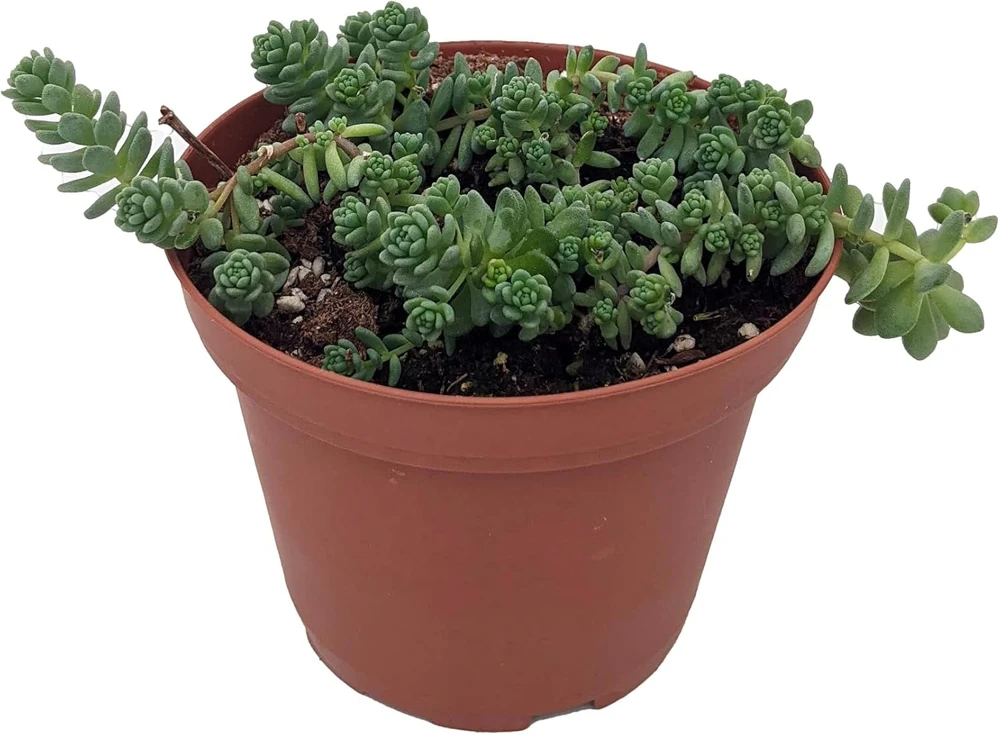 Corsican Blue Tears Sedum Plant - Sedum dasyphyllum - Live Succulent in 3.7" Pot - Indoor/Outdoor - Image 1