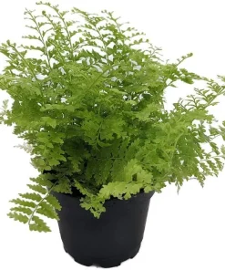Cotton Candy Fern Live Plant - Nephrolepis exaltata 'Marisa' - 2.5" Pot - Indoor Houseplant - Image 2