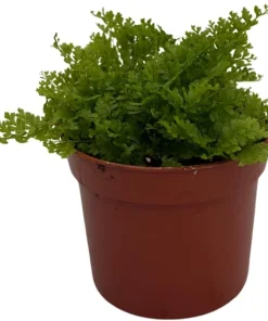 Cotton Candy Fern Live Plant - Nephrolepis exaltata 'Marisa' - 2.5