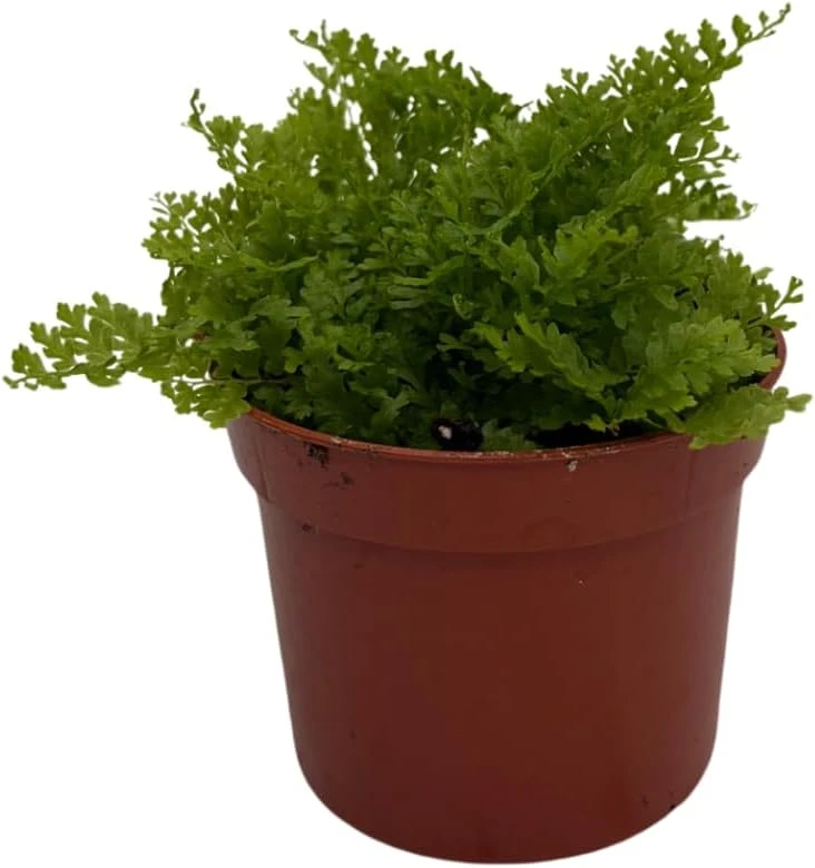 Cotton Candy Fern Live Plant - Nephrolepis exaltata 'Marisa' - 2.5" Pot - Indoor Houseplant - Image 3