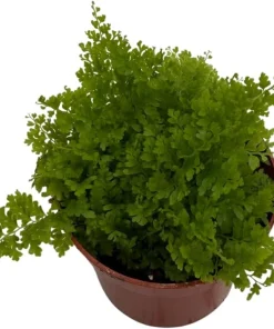 Cotton Candy Fern Live Plant - Nephrolepis exaltata 'Marisa' - 2.5