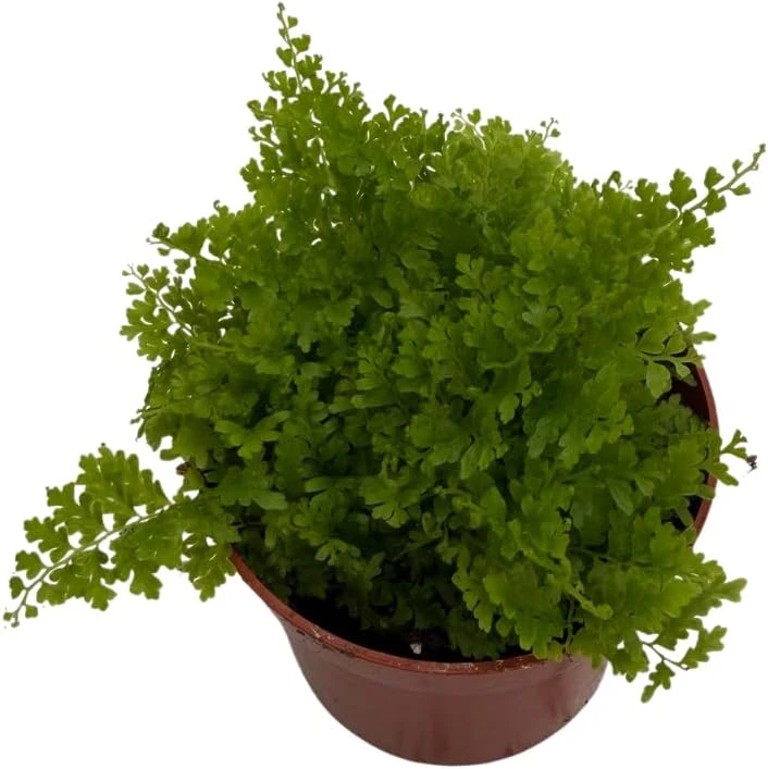 Cotton Candy Fern Live Plant - Nephrolepis exaltata 'Marisa' - 2.5" Pot - Indoor Houseplant - Image 4