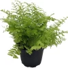 Cotton Candy Fern Live Plant - Nephrolepis exaltata 'Marisa' - 2.5" Pot - Indoor Houseplant - Image 1