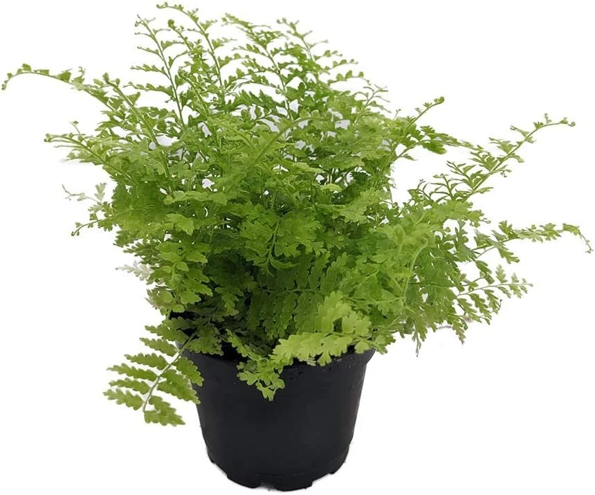 Cotton Candy Fern Live Plant - Nephrolepis exaltata 'Marisa' - 2.5" Pot - Indoor Houseplant - Image 1