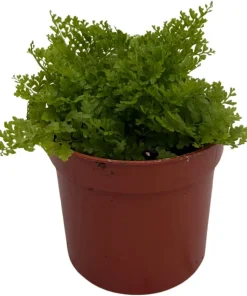 Cotton Candy Fern Live Plant - Nephrolepis exaltata 'Marisa' - 2.5