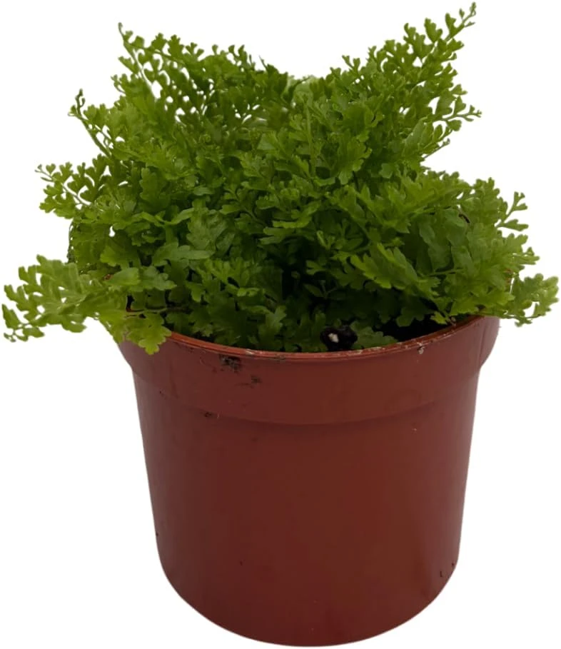 Cotton Candy Fern Live Plant - Nephrolepis exaltata 'Marisa' - 2.5" Pot - Indoor Houseplant - Image 5