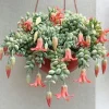Cotyledon Pendens Seeds - 25 Pcs Rare Succulent Plant for Indoor & Outdoor - Image 1