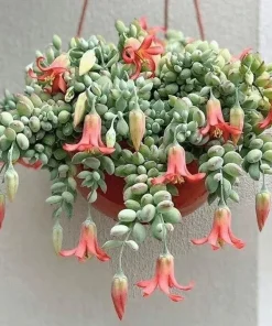 Cotyledon Pendens Seeds - 25 Pcs Rare Succulent Plant for Indoor & Outdoor - Image 1