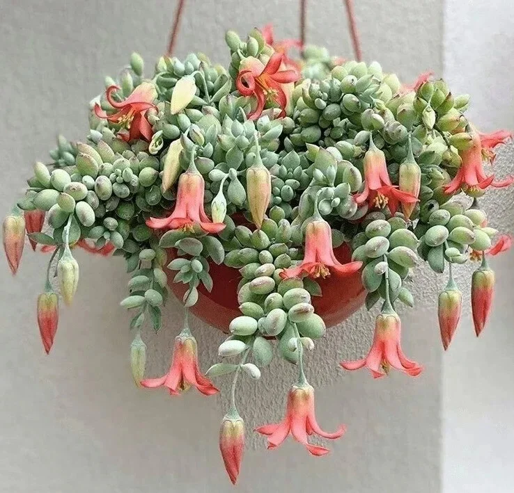 Cotyledon Pendens Seeds - 25 Pcs Rare Succulent Plant for Indoor & Outdoor - Image 1