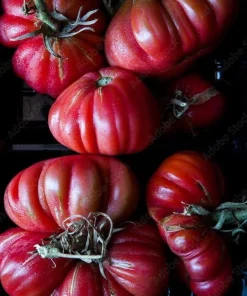 Coustralee Beefsteak Tomato Seeds - French Heirloom - Large Red Fruits - 20 Seeds - Image 1
