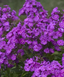 Cover Girl Tall Phlox Live Perennial Plant - Lavender-Purple Flowers, Gallon Pot - Image 2