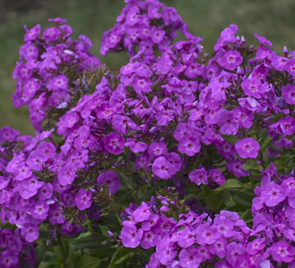 Cover Girl Tall Phlox Live Perennial Plant - Lavender-Purple Flowers, Gallon Pot - Image 2