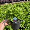 Cover Girl Tall Phlox Live Perennial Plant - Lavender-Purple Flowers, Gallon Pot - Image 1