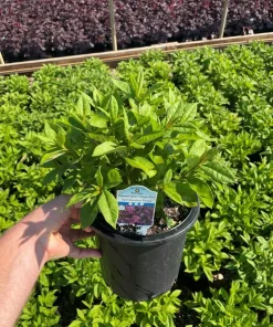 Cover Girl Tall Phlox Live Perennial Plant - Lavender-Purple Flowers, Gallon Pot - Image 1