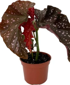 Crackling Rosie Begonia Live Plant - 3.7" Pot - Indoor Houseplant - Image 2