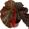 Crackling Rosie Begonia Live Plant - 3.7" Pot - Indoor Houseplant - Image 1